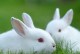 宠物兔子家兔-宠物兔子和家兔的区别