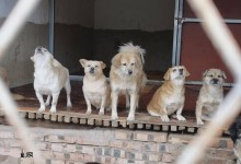 温州宠物救助中心-温州宠物救助中心电话号码